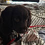 Jensen joined the competition — help win amazing prizes! animal, bed, blanket, brown, canine, closeup, collar, cozy, curious, cute, dog, domestic, fur, indoor, leash, pet, puppy, soft_light, striped, young
