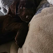 Jensen joined the competition — help win amazing prizes! animal, blanket, brown, closeup, comfort, cozy, cute, dog, fur, home, indoor, pet, puppy, relaxation, resting, sleepy, snuggle, soft, texture, warm