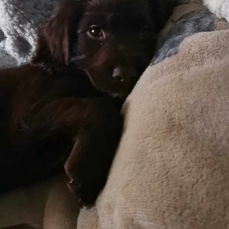 Jensen joined the competition — help win amazing prizes! animal, blanket, brown, closeup, comfort, cozy, cute, dog, fur, home, indoor, pet, puppy, relaxation, resting, sleepy, snuggle, soft, texture, warm