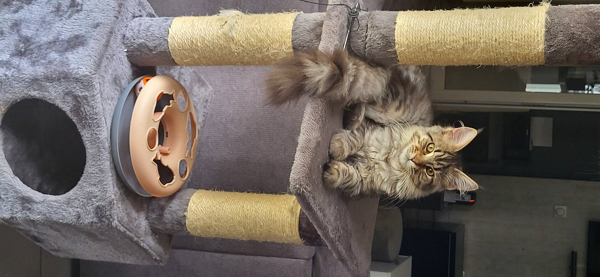 Umy participe au concours pour gagner de l'argent avec cette photo : bag, beige, cat, domestic_short_haired_cat, fashion_accessory, felidae, fur, glove, grey, linens, pattern, personal_protective_equipment, small_to_medium_sized_cats, stuffed_toy, tail, toy, whiskers, wood, wool, woolen