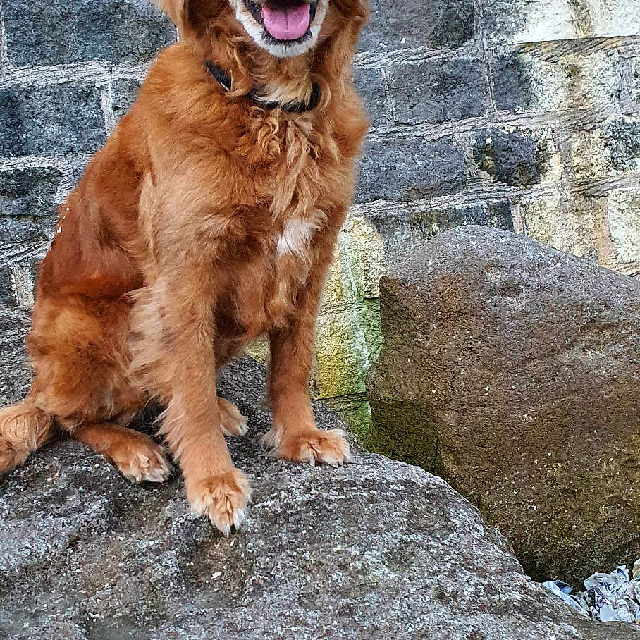Noisette participe au concours pour gagner de l'argent avec cette photo : animal, brown_fur, canine, collar, daylight, dog, ears, friendly, fur, golden_retriever, happy, nature, outdoor, pet, portrait, rock, sitting, smiling, stone_wall, tongue_out