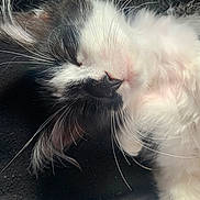 Hadassah is registered to the contest to win money with this photo: cat, kitten, sleeping, whiskers, close_up, black_and_white, fur, pet, cute, animal, face, nose, ear, relaxation, soft, portrait, domestic_animal, feline, peaceful, resting