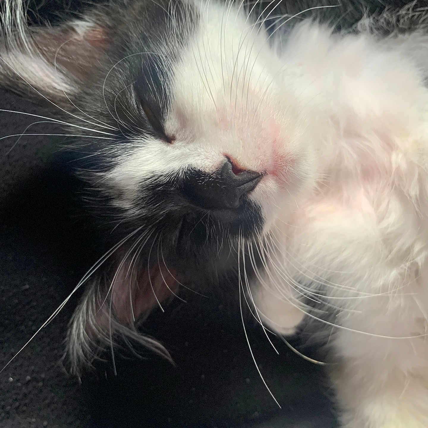 Hadassah is registered to the contest to win money with this photo: animal, black_and_white, cat, close_up, cute, domestic_animal, ear, face, feline, fur, kitten, nose, peaceful, pet, portrait, relaxation, resting, sleeping, soft, whiskers