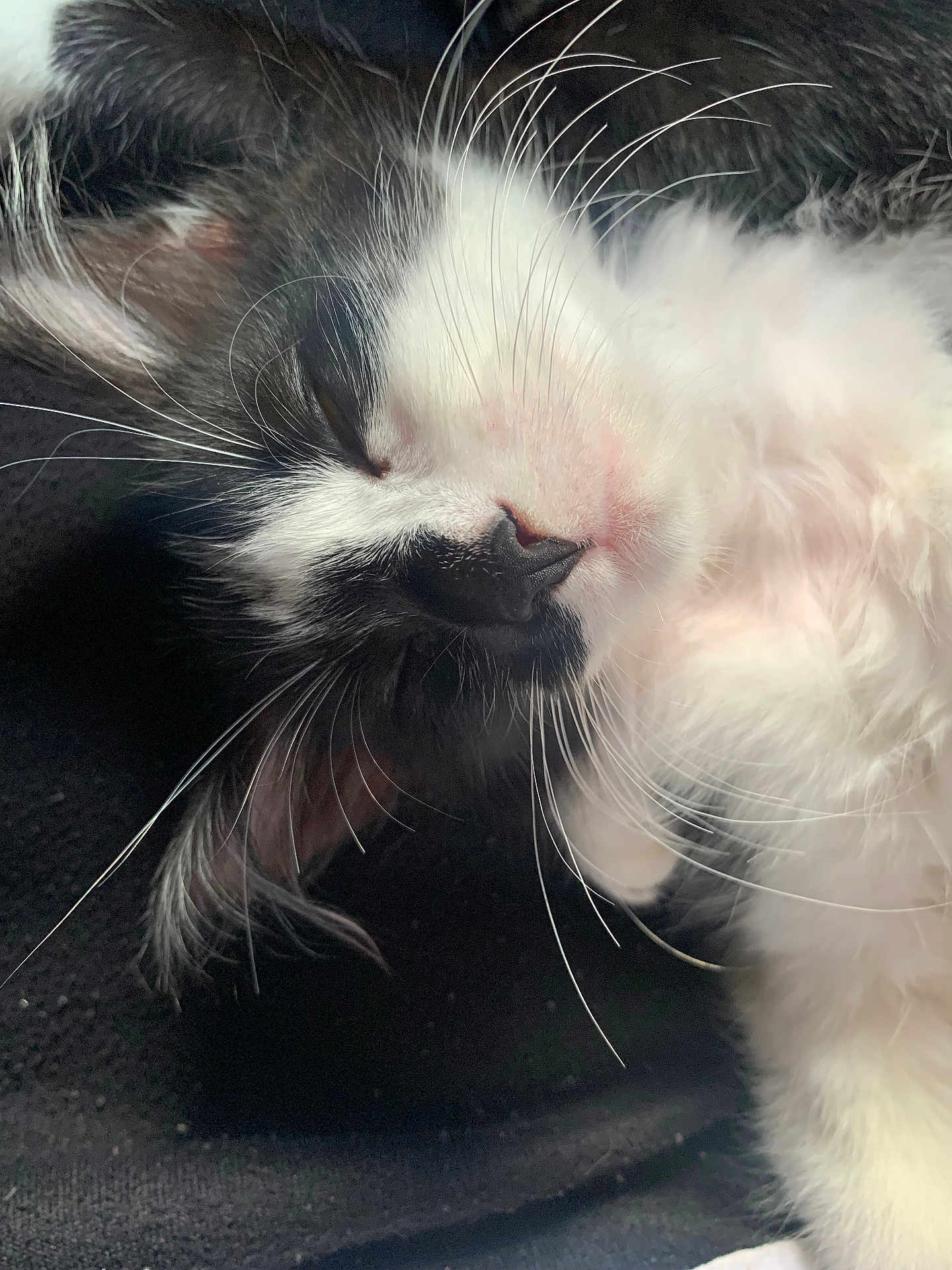 Hadassah is registered to the contest to win money with this photo: cat, kitten, sleeping, whiskers, close_up, black_and_white, fur, pet, cute, animal, face, nose, ear, relaxation, soft, portrait, domestic_animal, feline, peaceful, resting