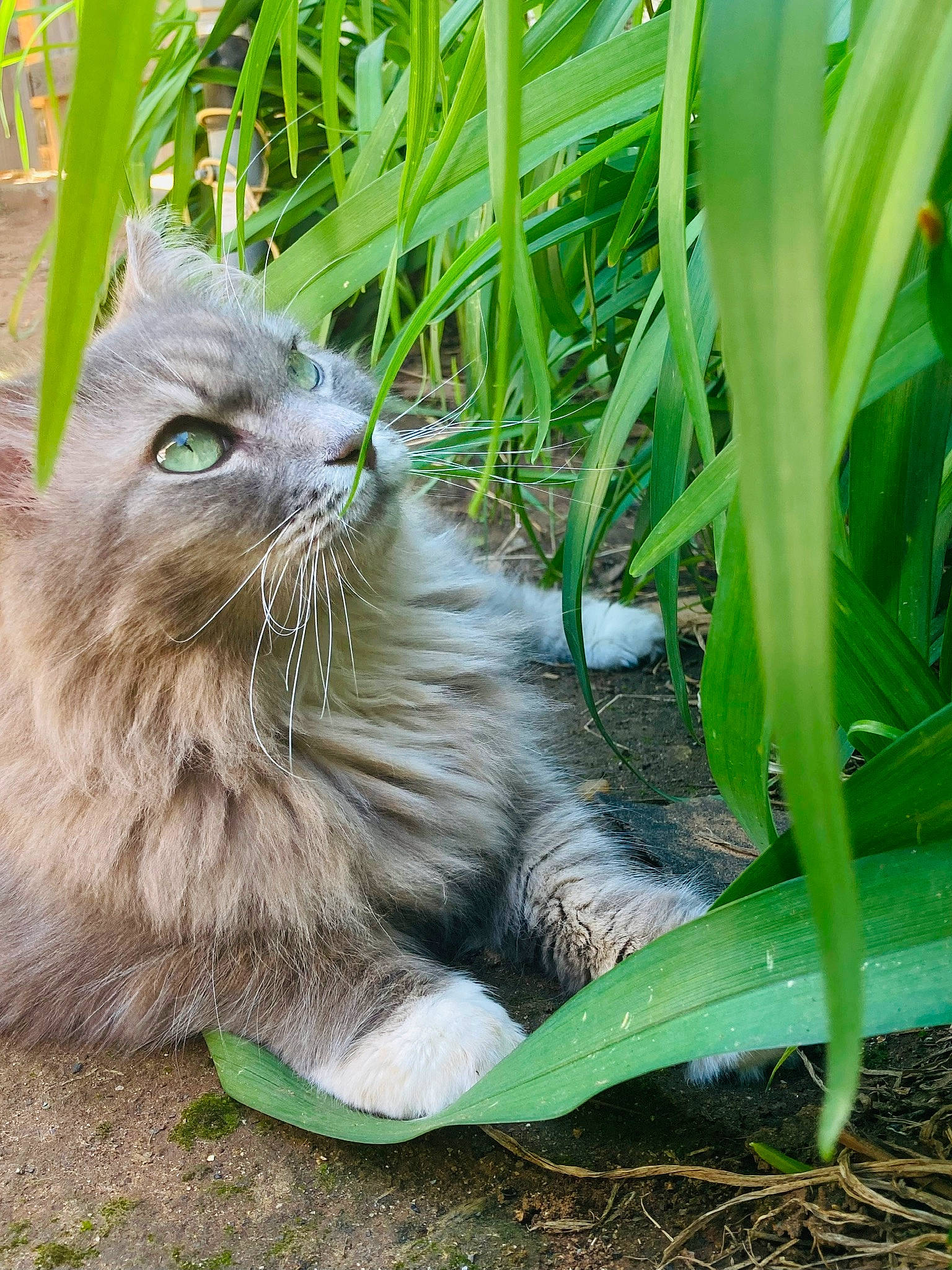 Acadia joined the competition — help win amazing prizes! british_longhair, carnivore, cat, claw, domestic_short_haired_cat, fawn, felidae, fur, grass, groundcover, plant, plant_stem, small_to_medium_sized_cats, snout, soil, tail, terrestrial_animal, terrestrial_plant, whiskers, wildlife