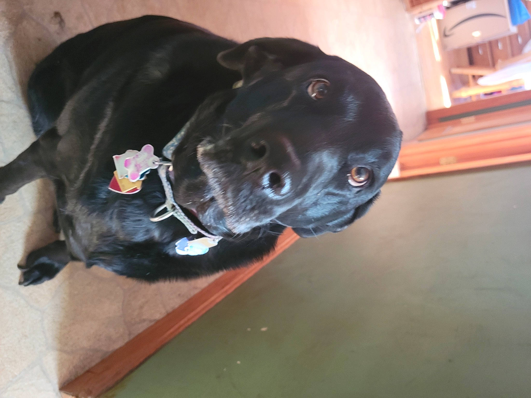 Flower is registered to the contest to win money with this photo: borador, canidae, carnivore, collar, companion_dog, dog, dog_breed, dog_collar, electric_blue, fawn, fur, guard_dog, gun_dog, liver, personal_protective_equipment, pet_supply, snout, sporting_group, tail, working_animal