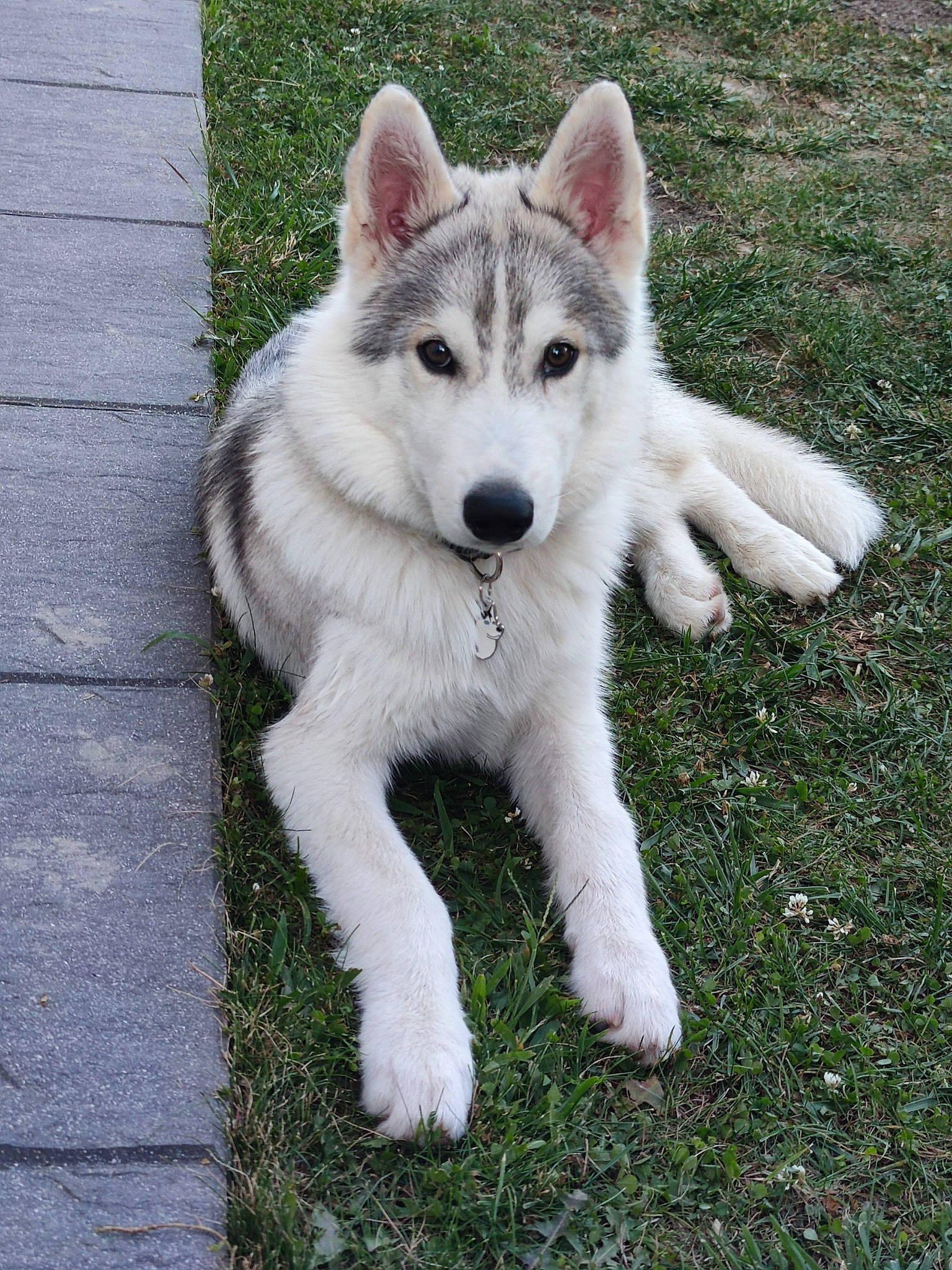 Snow a rejoint le concours — aidez-le/la à gagner de superbes lots ! ancient_dog_breeds, canidae, canis, canis_lupus_tundrarum, carnivore, companion_dog, dog, dog_breed, fang, fur, grass, non_sporting_group, plant, snout, sporting_group, tail, terrestrial_animal, wildlife, wolf, working_dog