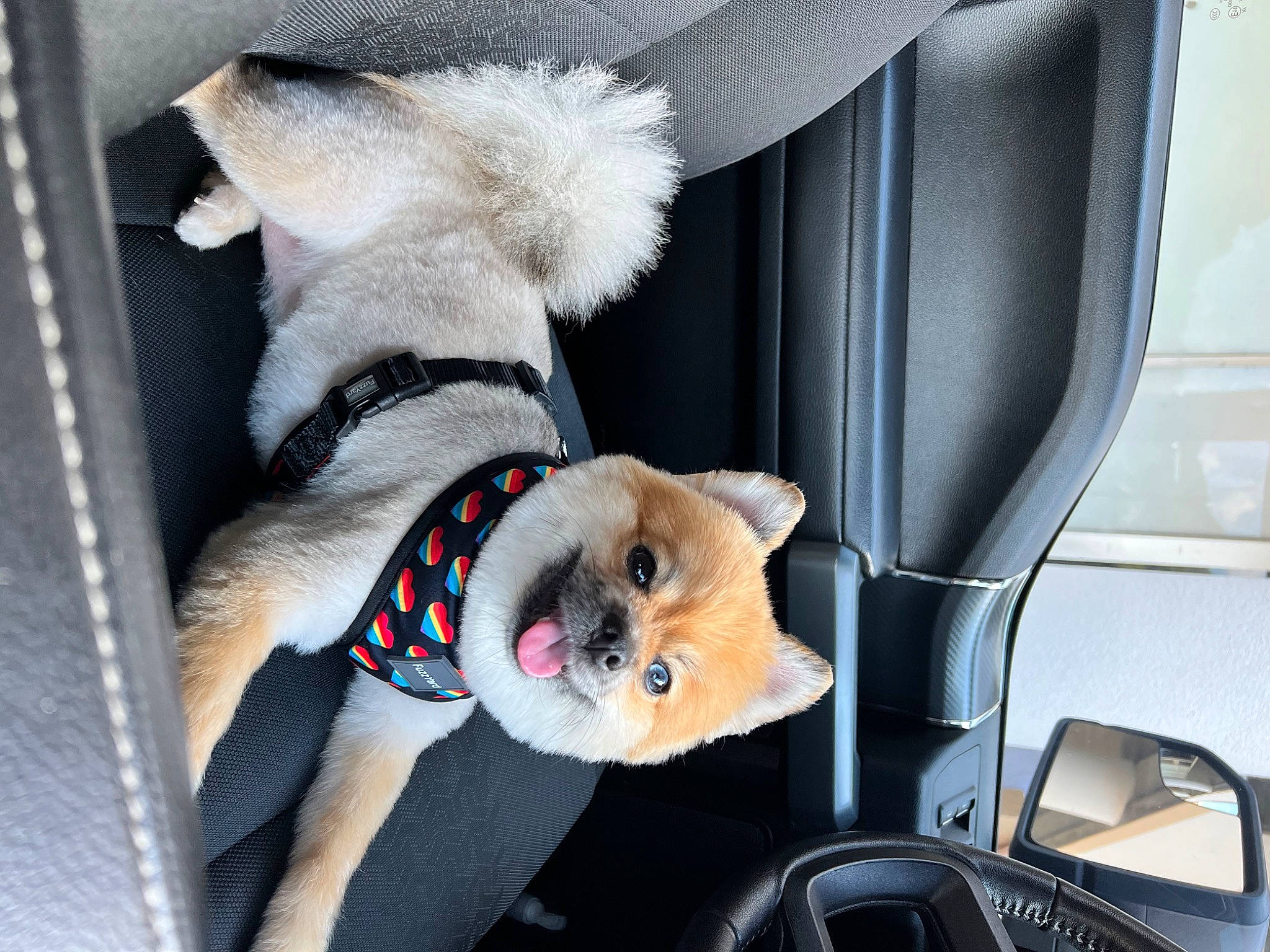 Sassy joined the competition — help win amazing prizes! auto_part, automotive_exterior, automotive_mirror, car, carnivore, companion_dog, dog, dog_breed, dog_supply, family_car, fawn, mammal, mirror, motor_vehicle, sporting_group, stuffed_toy, toy, vehicle, vehicle_door, vertebrate