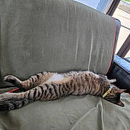 Bastet participe au concours pour gagner de l'argent avec cette photo : animal, cat, collar, couch, daylight, feline, fur, furniture, home, indoor, paws, pet, relaxed, resting, sleeping, striped, tabby, whiskers, window, yellow_collar