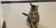 Bastet a rejoint le concours — aidez-le/la à gagner de superbes lots ! animal, calm, cat, collar, corner, domestic_animal, feline, floor, fur, home, indoor, paw, pet, quiet, quiet_moment, resting, sitting, tabby, tiled_floor, whiskers