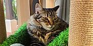 Noa participe au concours pour gagner de l'argent avec cette photo : animal, cat, cozy, curtain, cute, domestic, feline, fur, green_bed, houseplant, indoor, natural_light, pet, plush_toy, relaxed, resting, scratching_post, tabby, window, wooden_furniture