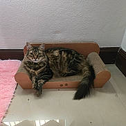 Noa a rejoint le concours — aidez-le/la à gagner de superbes lots ! animal, baseboard, cardboard_sofa, cat, cozy, domestic_cat, feline, floor, fur, indoor, looking, pet, pink_rug, relaxed, resting, sofa, tabby_cat, tail, tile_floor, wall