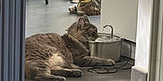 Yoda a rejoint le concours — aidez-le/la à gagner de superbes lots ! cat, tabby_cat, indoor, floor, water_fountain, drinking, relaxed, window, natural_light, chair, tail, pet, collar, gray_cat, tile_floor, domestic_animal, resting, houseplant, cord, home