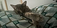 Yoda a rejoint le concours — aidez-le/la à gagner de superbes lots ! animal, bedroom, blanket, cat, comfort, cozy, cute, feline, fur, home, indoor, nap, pattern, paws, relaxation, resting, sleeping, soft, stretching, warm