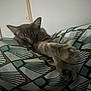cat, sleeping, paws, blanket, pattern, indoor, cozy, resting, feline, stretching, fur, relaxation, bedroom, home, comfort, animal, cute, warm, soft, nap