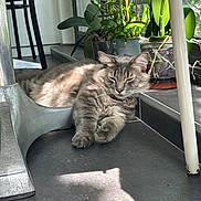 Yoda participe au concours pour gagner de l'argent avec cette photo : cat, tabby_cat, indoor, sunlight, potted_plant, plant, floor, tile_floor, furniture_leg, window, relaxing, sleepy, fur, animal, pet, grey_cat, domestic_cat, close_up, natural_light, cozy