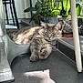 cat, tabby_cat, indoor, sunlight, potted_plant, plant, floor, tile_floor, furniture_leg, window, relaxing, sleepy, fur, animal, pet, grey_cat, domestic_cat, close_up, natural_light, cozy