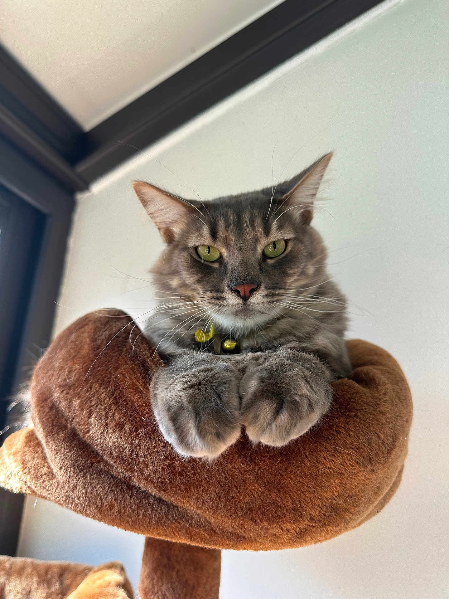 Yoda participe au concours pour gagner de l'argent avec cette photo : cat, gray_tabby, green_eyes, plush_perch, indoor, pet, feline, whiskers, paws, collar, bell, relaxed, animal, cute, domestic_cat, mammal, fur, resting, portrait, house_pet