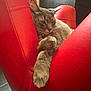 Yoda a rejoint le concours — aidez-le/la à gagner de superbes lots ! cat, gray_cat, feline, pet, relaxed, armchair, red_furniture, indoor, cozy, stretching_paw, fur, paw, seat, comfort, domestic_animal, resting, home, living_room, soft_light, furniture