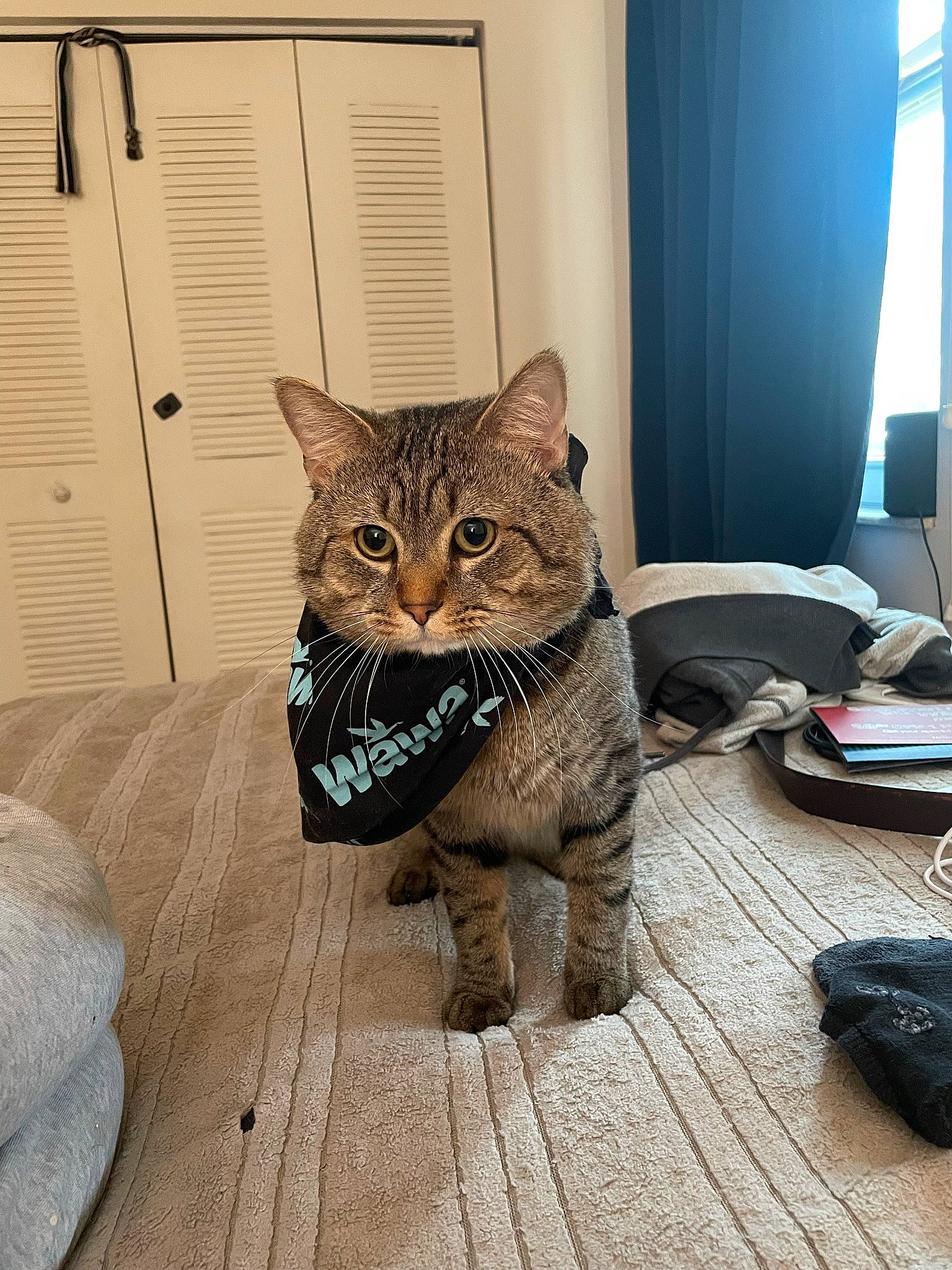 Chuck is registered to the contest to win money with this photo: carnivore, cat, comfort, curtain, domestic_short_haired_cat, door, fawn, felidae, floor, flooring, fur, grey, hardwood, small_to_medium_sized_cats, snout, tail, terrestrial_animal, whiskers, window, wood