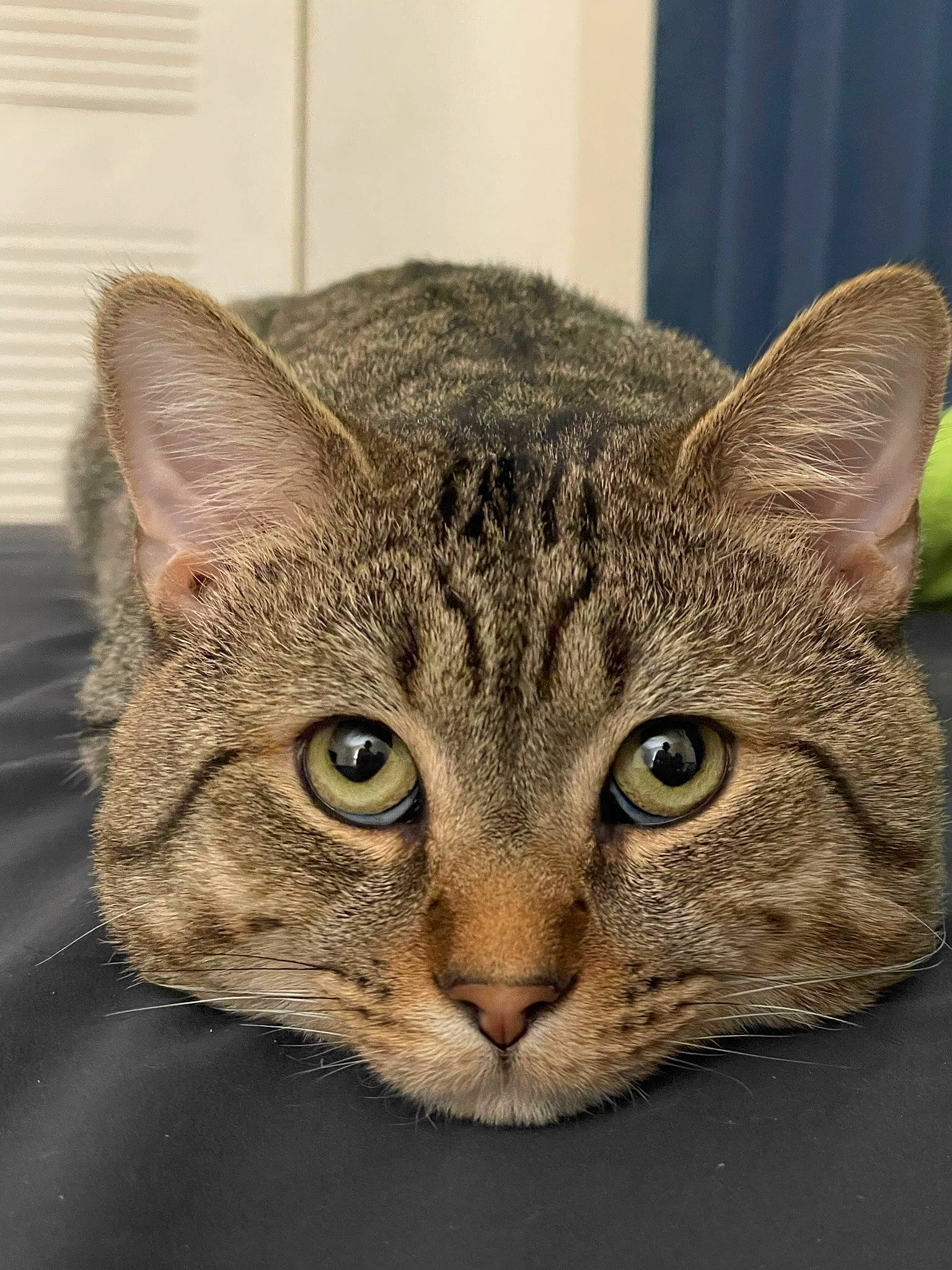 Chuck is registered to the contest to win money with this photo: carnivore, cat, door, eye, felidae, fur, small_to_medium_sized_cats, snout, terrestrial_animal, whiskers, wildlife