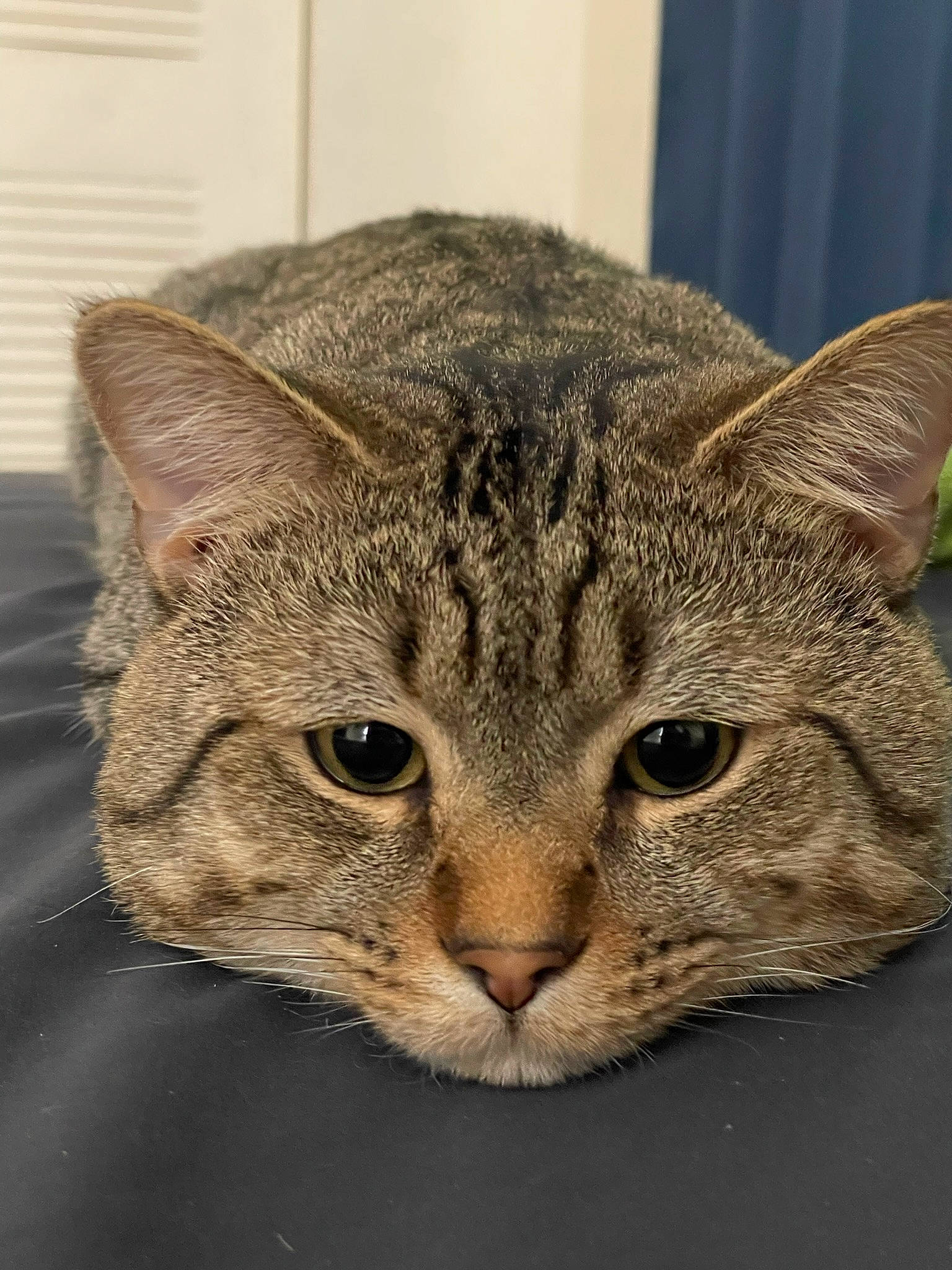 Chuck is registered to the contest to win money with this photo: carnivore, cat, domestic_short_haired_cat, eye, felidae, fur, hair, head, human_body, small_to_medium_sized_cats, snout, terrestrial_animal, whiskers, wildlife, window