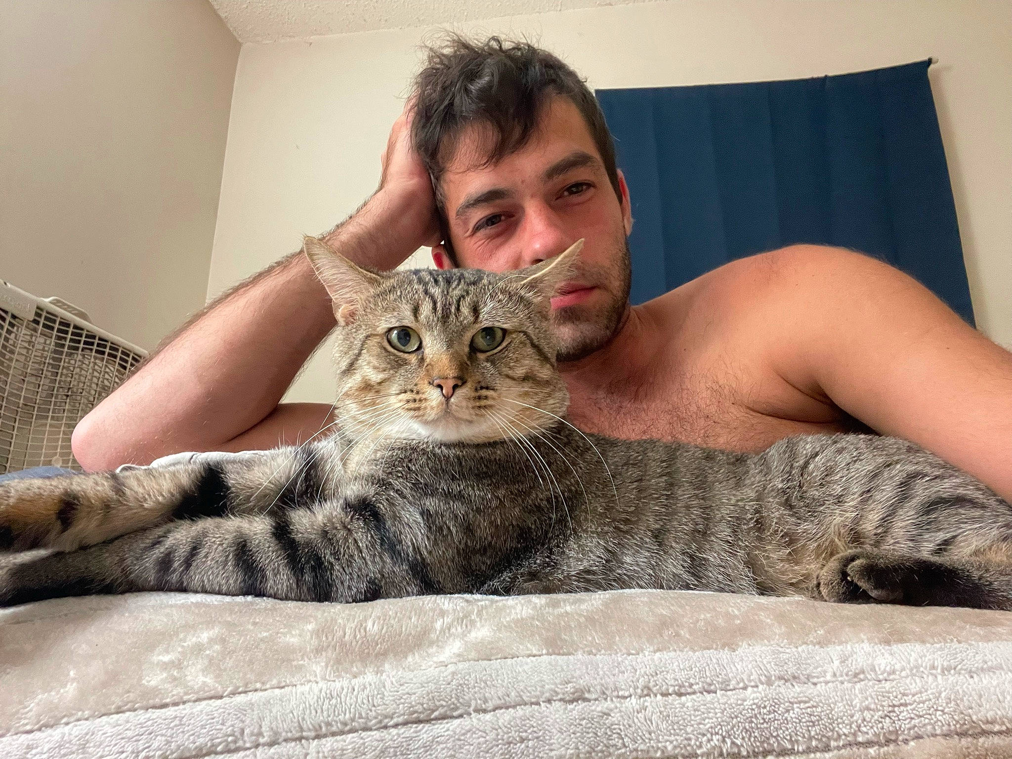 Chuck joined the competition — help win amazing prizes! bed, carnivore, cat, claw, comfort, domestic_short_haired_cat, ear, eye, fawn, felidae, fur, grey, paw, sitting, small_to_medium_sized_cats, smile, snout, terrestrial_animal, whiskers, wildlife