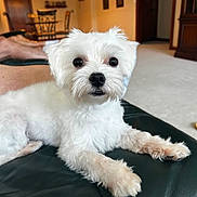 Todd is registered to the contest to win money with this photo: dog, white_dog, pet, fluffy, leather, couch, indoor, living_room, furniture, table, chair, carpet, cute, animal, companion, relaxed, portrait, closeup, domestic, house