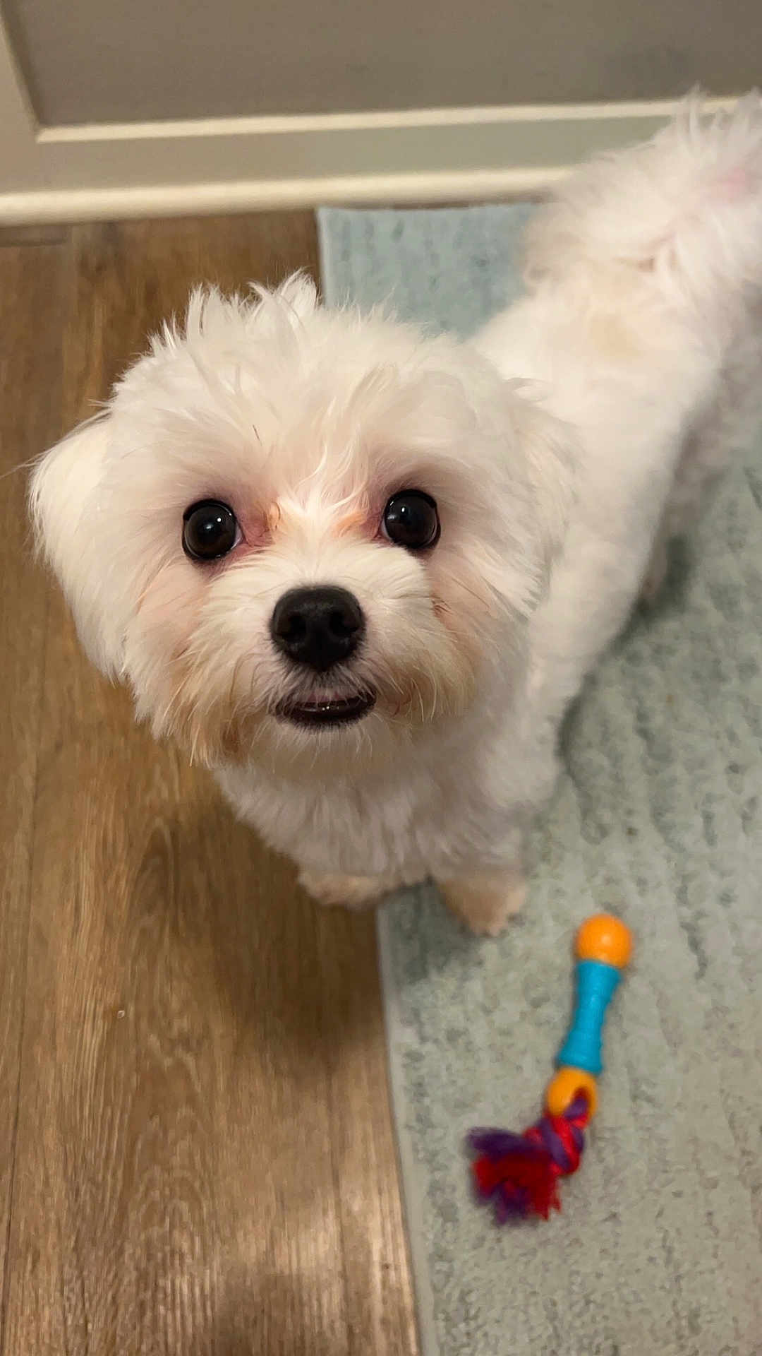 Todd joined the competition — help win amazing prizes! dog, white_dog, fluffy, pet, cute, indoor, floor, rug, toy, chew_toy, animal, looking_up, small_dog, companion, domestic, happy, furry, playful, closeup, friendly
