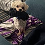 Todd joined the competition — help win amazing prizes! dog, white_dog, sock, blanket, couch, furniture, indoor, pet, playful, curious, small_dog, fur, living_room, blue_furniture, black_sock, cozy, cute, animal, companion, domestic