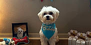 Todd is registered to the contest to win money with this photo: dog, birthday, bandana, toy, banner, gift_box, wooden_floor, wall, photo_frame, plush_toy, celebration, indoor, pet, white_dog, decorations, flooring, paw_print, party, cute, small_dog