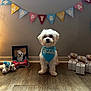 dog, birthday, bandana, toy, banner, gift_box, wooden_floor, wall, photo_frame, plush_toy, celebration, indoor, pet, white_dog, decorations, flooring, paw_print, party, cute, small_dog