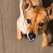 Chico is registered to the contest to win money with this photo: dog, pet, animal, indoor, carpet, paw, toes, foot, brown, white, ears, teeth, looking_up, cute, canine, small_dog, floor, mischievous, portrait, closeup