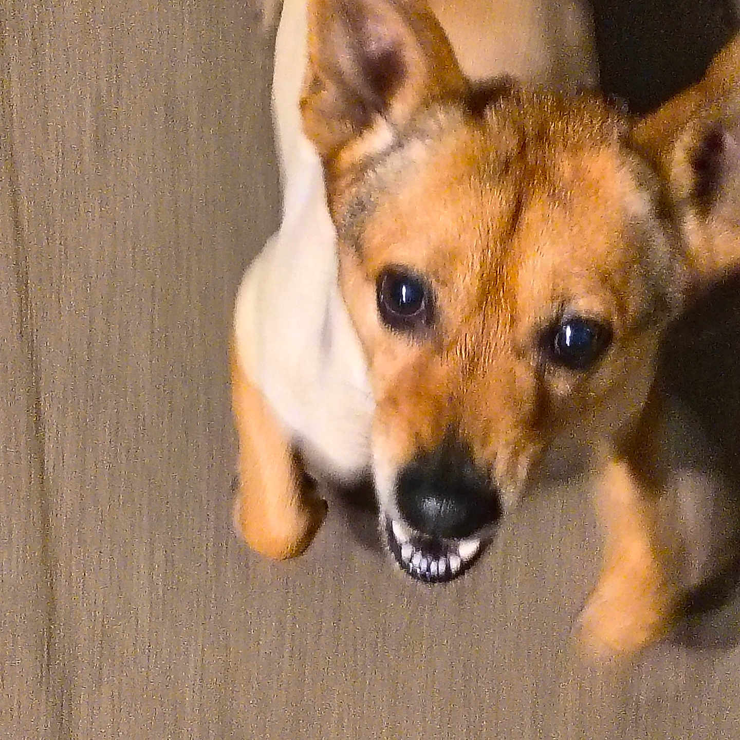 Chico