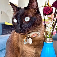 Dalí joined the competition — help win amazing prizes! animal, blue_eyes, blue_vase, cat, close_up, collar, cute, decor, domestic_cat, dried_flowers, feline, flowers, fur, indoor, living_room, pet, siamese, tag, vase, whiskers