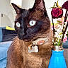 animal, blue_eyes, blue_vase, cat, close_up, collar, cute, decor, domestic_cat, dried_flowers, feline, flowers, fur, indoor, living_room, pet, siamese, tag, vase, whiskers