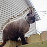 animal, building, cat, closeup, collar, contemplative, daylight, domestic_animal, fence, fur, house, outdoor, pet, siamese_cat, side_view, sky, text_overlay, tree_branches, whiskers, wood