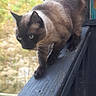 alert, animal, background_blur, balanced, cat, closeup, curious, daylight, feline, grass, mammal, nature, outdoor, pet, quiet, siamese_cat, side_view, tree, walking, wooden_railing