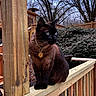 Dalí joined the competition — help win amazing prizes! animal, backyard, blue_eyes, cat, collar, daytime, fence, fur, leafless_trees, looking_away, nature, outdoor, perched, pet, siamese_cat, tag, trees, whiskers, wood, wooden_railing