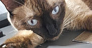 Dalí joined the competition — help win amazing prizes! animal, blue_eyes, cat, close_up, curious, domestic_animal, feline, fur, indoor, laying_down, looking_at_camera, paw, pet, portrait, relaxed, siamese_cat, soft_light, stretching, table, whiskers