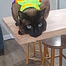 animal, blue_eyes, cat, closeup, colorful, cozy, crocheted_sweater, cute, domestic, flooring, furniture, home, indoor, knitted_clothing, neon_colors, pet, relaxed, resting, stool, wooden_table