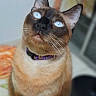 animal, blue_eyes, blurred_background, cat, close_up, collar, cute, domestic_animal, ears, face, feline, fur, indoor, looking_up, mammal, nose, pet, portrait, siamese_cat, whiskers