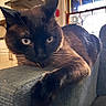animal, armrest, blue_eyes, cat, closeup, couch, curious, domestic_animal, fur, furniture, home, indoor, kitchen, mammal, paw, pet, relaxed, siamese, whiskers, window