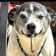 Ollie joined the competition — help win amazing prizes! animal, background, canine, chain, chain_collar, close_up, dog, domestic_animal, ears, expression, face, fur, indoor, mouth, nose, pet, relaxation, smiling, stick, texture