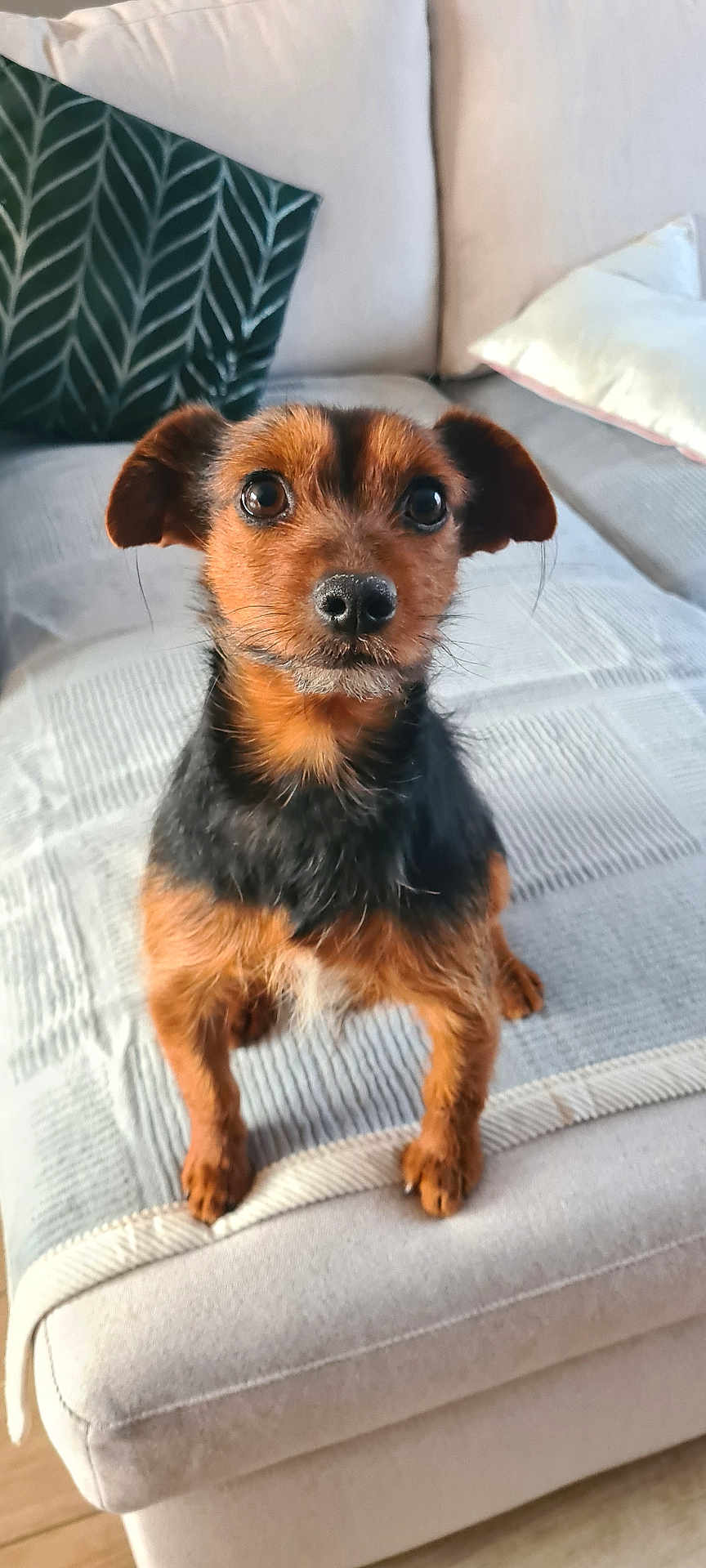 Helios a rejoint le concours — aidez-le/la à gagner de superbes lots ! dog, terrier, pet, sofa, cushion, pillow, blanket, indoor, portrait, close_up, paws, fur, brown_fur, black_fur, whiskers, big_eyes, nose, sitting, attentive, home