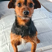 Helios a rejoint le concours — aidez-le/la à gagner de superbes lots ! dog, terrier, pet, sofa, cushion, pillow, blanket, indoor, portrait, close_up, paws, fur, brown_fur, black_fur, whiskers, big_eyes, nose, sitting, attentive, home
