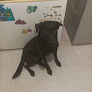 Cookee participe au concours pour gagner de l'argent avec cette photo : animal, appliance, black_dog, calm, companion, curious, cute, dog, domestic, floor, freezer, household, indoor, kitchen, looking_up, mammal, pet, sitting, stickers, tile_floor