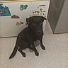 animal, appliance, black_dog, calm, companion, curious, cute, dog, domestic, floor, freezer, household, indoor, kitchen, looking_up, mammal, pet, sitting, stickers, tile_floor