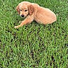 Oaklee joined the competition — help win amazing prizes! adorable, animal, curious, cute, dog, fur, golden_retriever, grass, greenery, lying_down, mammal, nature, outdoor, pet, playful, puppy, small, soft, summer, young_animal