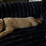 black_couch, brown_fur, canine, couch, cozy, cute, dog, domestic_animal, furniture, golden_retriever, home, indoor, pet, plush, puppy, relaxed, resting, sleeping, stuffed_animal, toy
